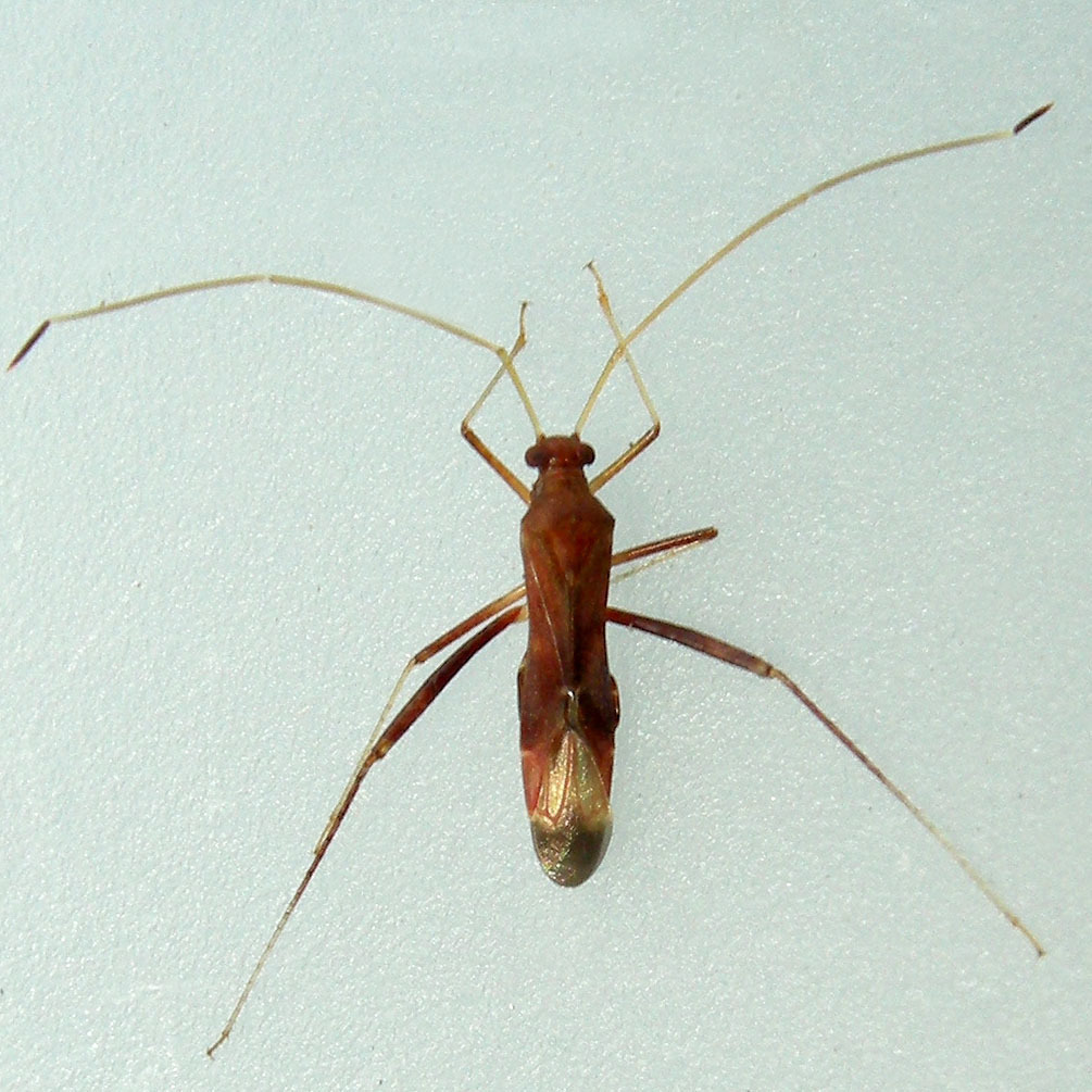 Paraxenetus