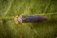 Dilobopterus costalimai