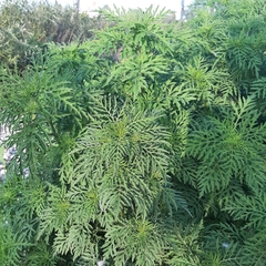 Ambrosia artemisiifolia