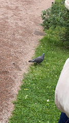 Columba livia