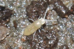 Pseudosinella