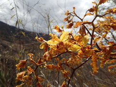 Cyrtopodium macrobulbon