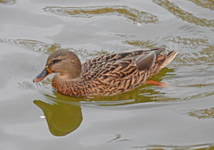 Anas platyrhynchos
