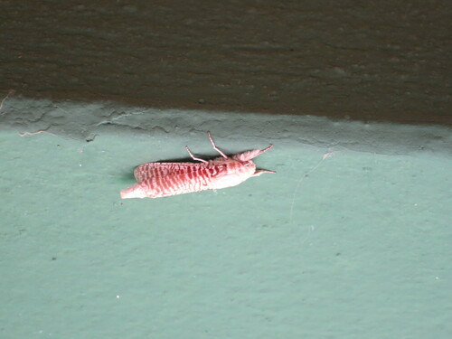 Davidlivingstonia boisduvalii photographed in Guinea-Bissau