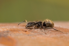 Dolichoderus bispinosus