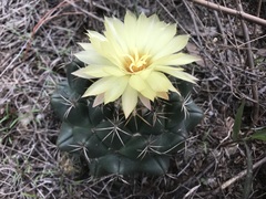 Coryphantha elephantidens