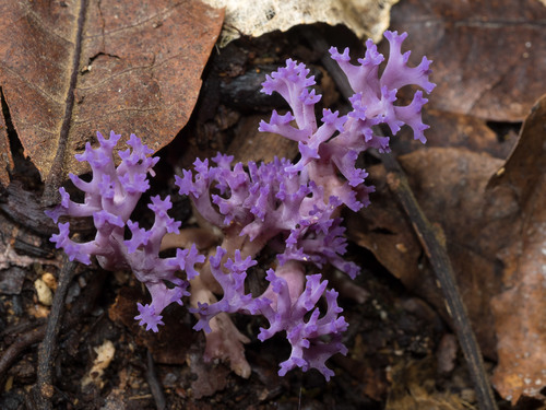 lilac coral fungus