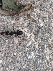 Camponotus vagus