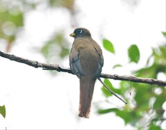 Trogon collaris