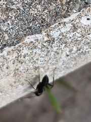 Camponotus vagus