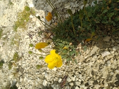 Papaver alpinum