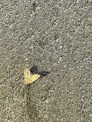 Diplopseustis