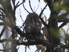 Glaucidium jardinii