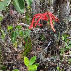 Racinaea pendulispica