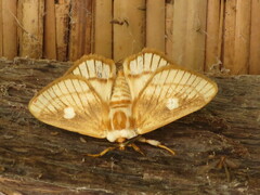 Strigivenifera venata