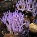 Lilac Coral Fungus - Photo (c) Pete McGregor, some rights reserved (CC BY-NC-ND), uploaded by Pete McGregor