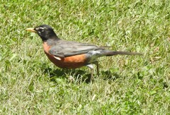 Turdus migratorius image