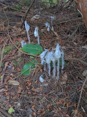 Monotropa