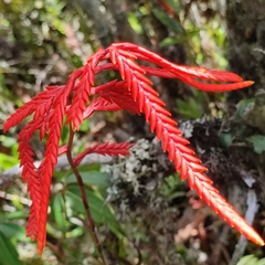 Racinaea pendulispica