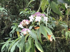 Hydrangea longifolia