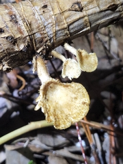 Polyporaceae