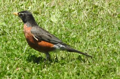 Turdus migratorius image