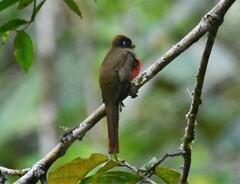 Trogon collaris