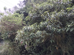 Hydrangea longifolia