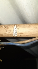 Juxtarctia multiguttata