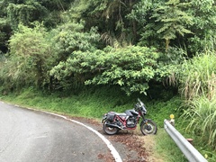 Hydrangea longifolia