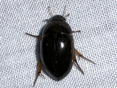 Tropisternus collaris viridis