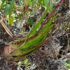 Racinaea pendulispica