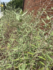 Chenopodium album