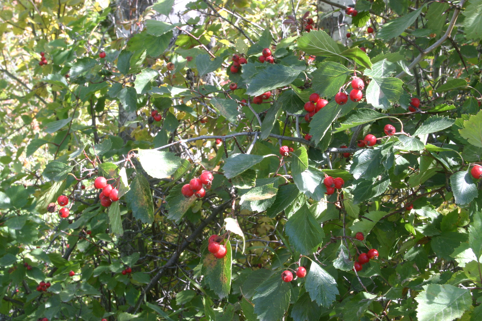 Crataegus ursopedensis