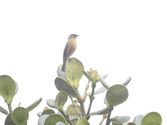 Ochthoeca fumicolor