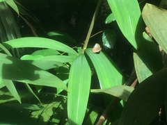 Tanaecia godartii asoka