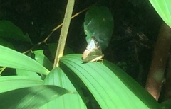 Tanaecia godartii asoka