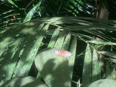 Tanaecia godartii asoka