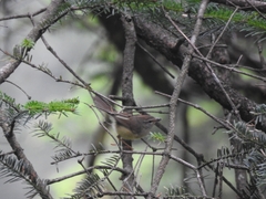 Horornis acanthizoides