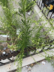 Magnoliopsida