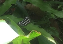 Neptis leucoporos cresina