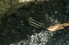 Neptis leucoporos cresina