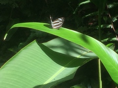 Neptis leucoporos cresina