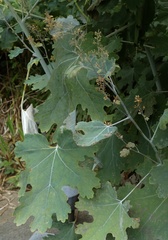 Macleaya