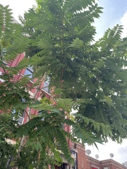 Ailanthus altissima
