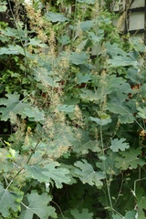 Macleaya