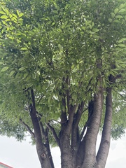 Zelkova serrata