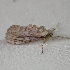 Dasychira atrivenosa