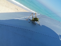 Eupholidoptera leucasi