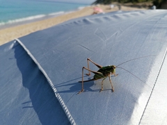 Eupholidoptera leucasi